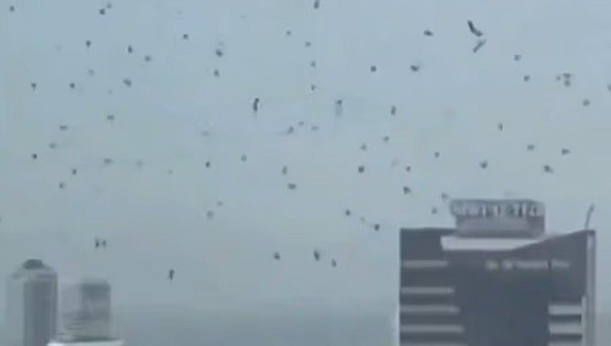 ইসরায়েলের আকাশে হাজার হাজার কাক, কিসের সংকেত