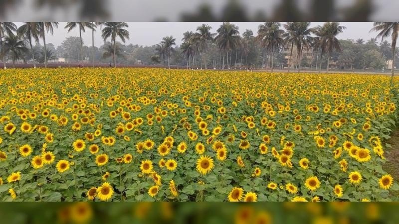 মোরেলগঞ্জে সূর্যমুখী চাষে বাম্পার ফলন, কৃষকের মুখে হাসি