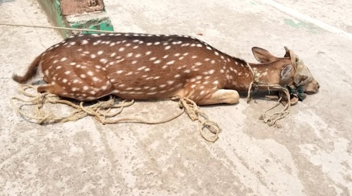 লালমোহনে প্রায় ৪০ কেজি ওজনের চিত্রা হরিণ উদ্ধার