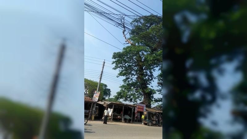 শতবর্ষী রেইনট্রি গাছের ঝুঁকিপূর্ণ শুকনো ডাল, দুর্ঘটনার আশঙ্কা