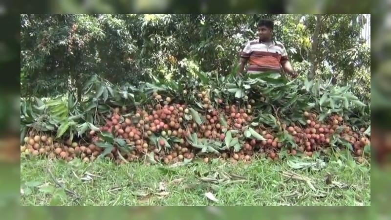 লিচুর গ্রাম পংকবিলা, ব্যস্ত সময় চাষিদের