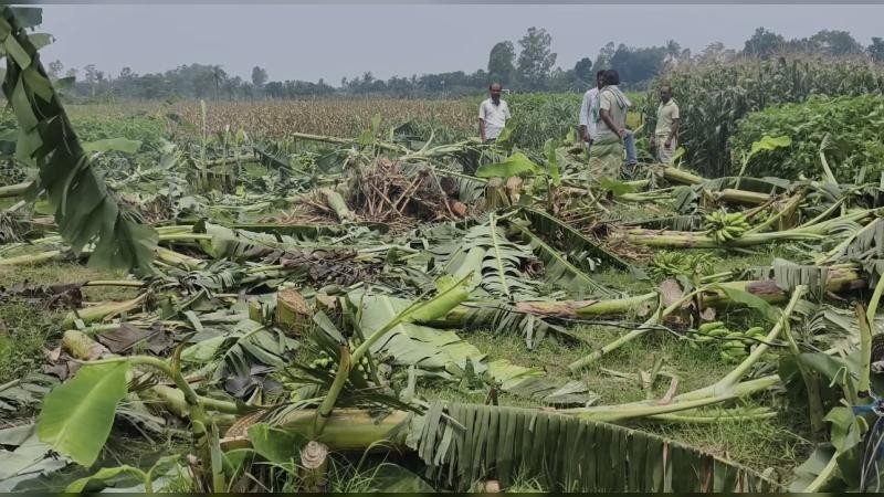 নাটোরে কৃষকের ৮০০ কলাগাছ কেটে দিল দুর্বৃত্তরা