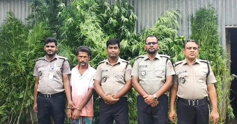 ভূঞাপুরে বাড়ির আঙ্গিনা থেকে ১১টি গাঁজা গাছ উদ্ধার, গ্রেপ্তার ১