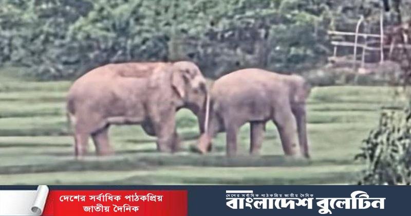 বোয়ালখালীতে লোকালয়ে বন্য হাতির পাল