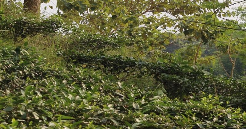 অবহেলার পাহাড়ে সম্ভাবনার চা-বাগান