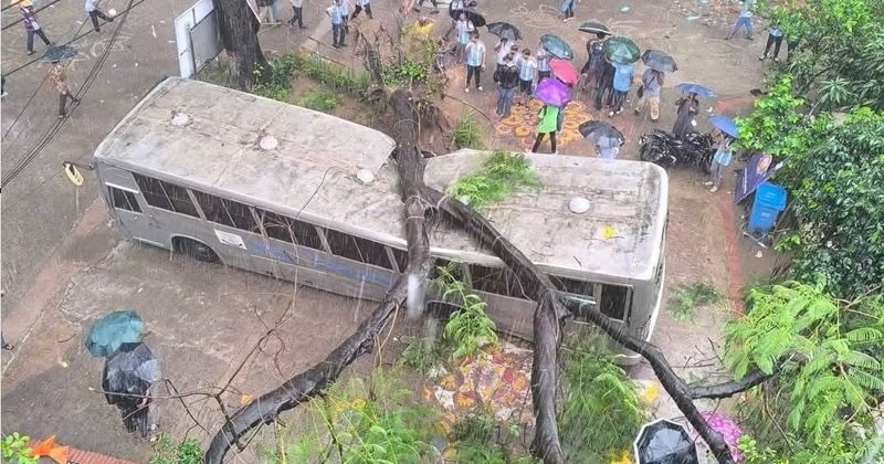 টানা বৃষ্টিতে জবি ক্যাম্পাসে উপড়ে পড়ল শতবর্ষী কৃষ্ণচূড়া, ক্ষতিগ্রস্ত বাস