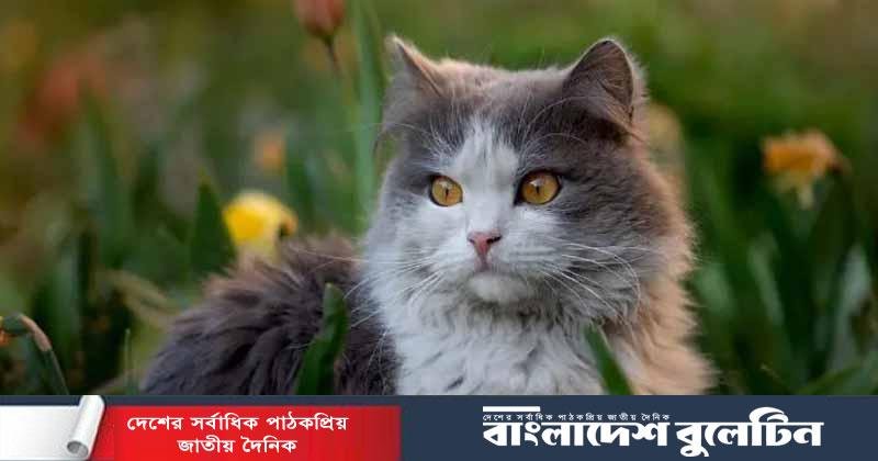বিড়াল বেচাকেনা হালাল না হারাম?