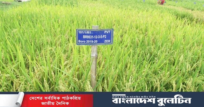জিংকসমৃদ্ধ ধান, শরীরে জিংকের অভাব পূরণে টেকসই সমাধান