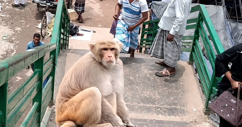 ভালুকা পৌরশহরে এক মাস ধরে ঘুরছে বানর, কৌতূহলে স্থানীয়রা