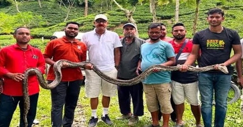 কমলগঞ্জে বিশালাকৃতির অজগর উদ্ধার, বন্যপ্রাণী বিভাগে হস্তান্তর