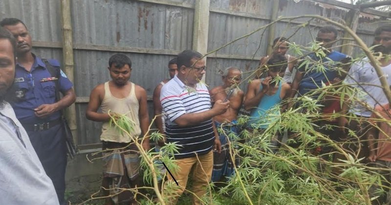 পরিত্যক্ত বাড়িতে গাঁজার গাছ! সাদুল্লাপুরে পুলিশের অভিযানে উদ্ধার