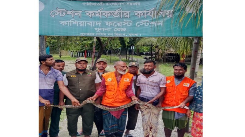 লোকালয়ে ঢুকে পড়া ৮ ফুটের অজগর উদ্ধার, সুন্দরবনে অবমুক্ত