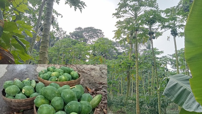 ঝালকাঠিতে পেঁপের বাম্পার ফলনেও লোকসানে চাষিরা
