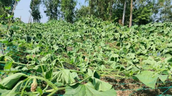লাউ গাছের সঙ্গে এ কেমন শত্রুতা!